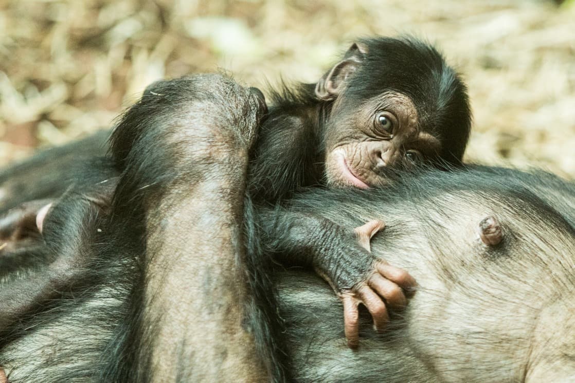 V ostravské zoo se po 10 letech narodilo mládě šimpanze