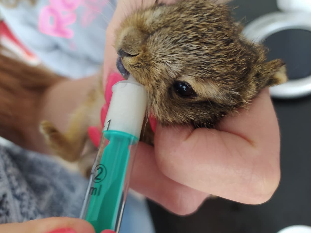 Naděje pro němé tváře. Animal box zachraňuje zvířecí životy ve dne v noci