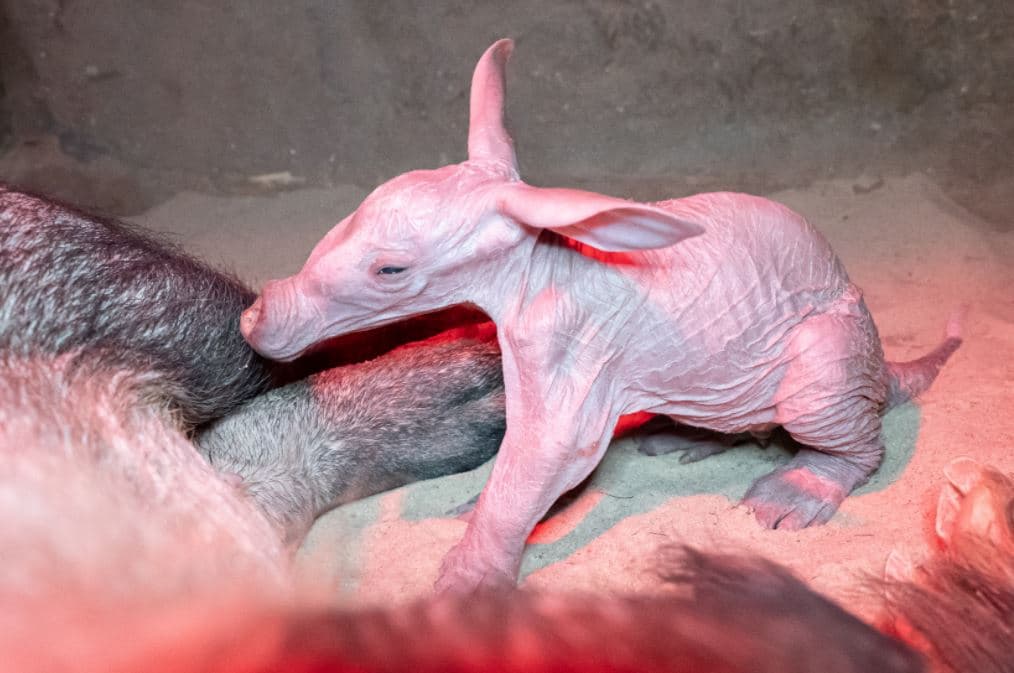 Narodil se hrabáč. Valentýnský dáreček potěšil chovatele v Zoo Dvůr Králové