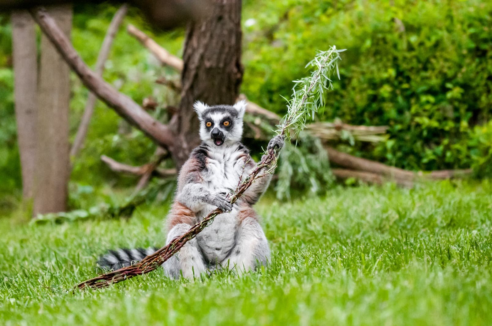 Zvířata v pražské zoo dostala velikonoční pochoutky