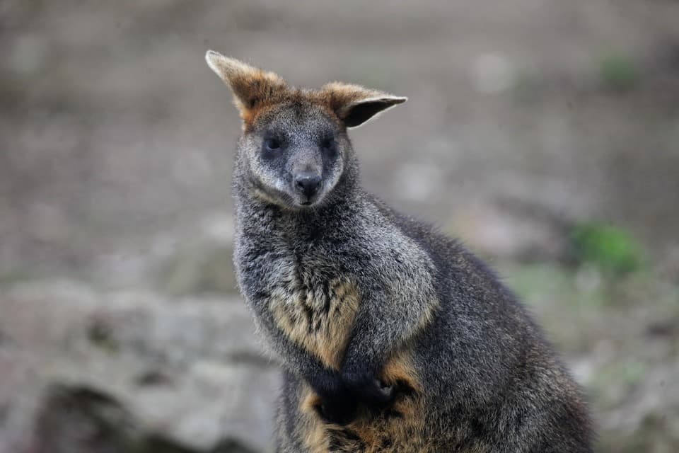 klokani v Zoo Brno