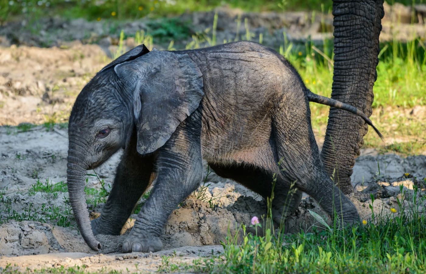 Mládě slona afrického se narodilo v Česku poprvé. Foto se svolením Zoo Zlín
