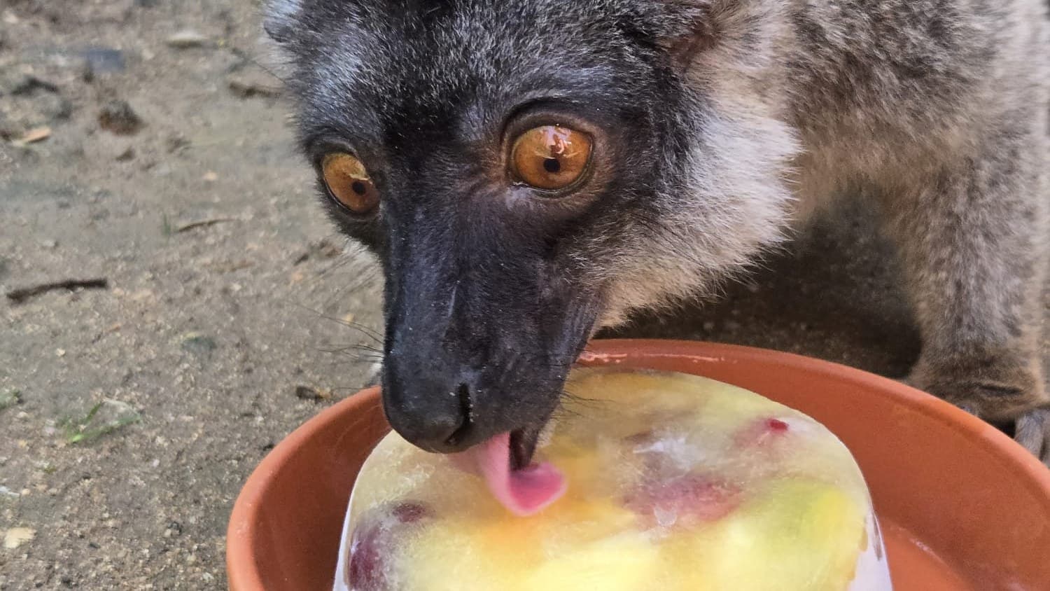 Ledové pochoutky pomáhají zvířatům v zoo přečkat letní vedra