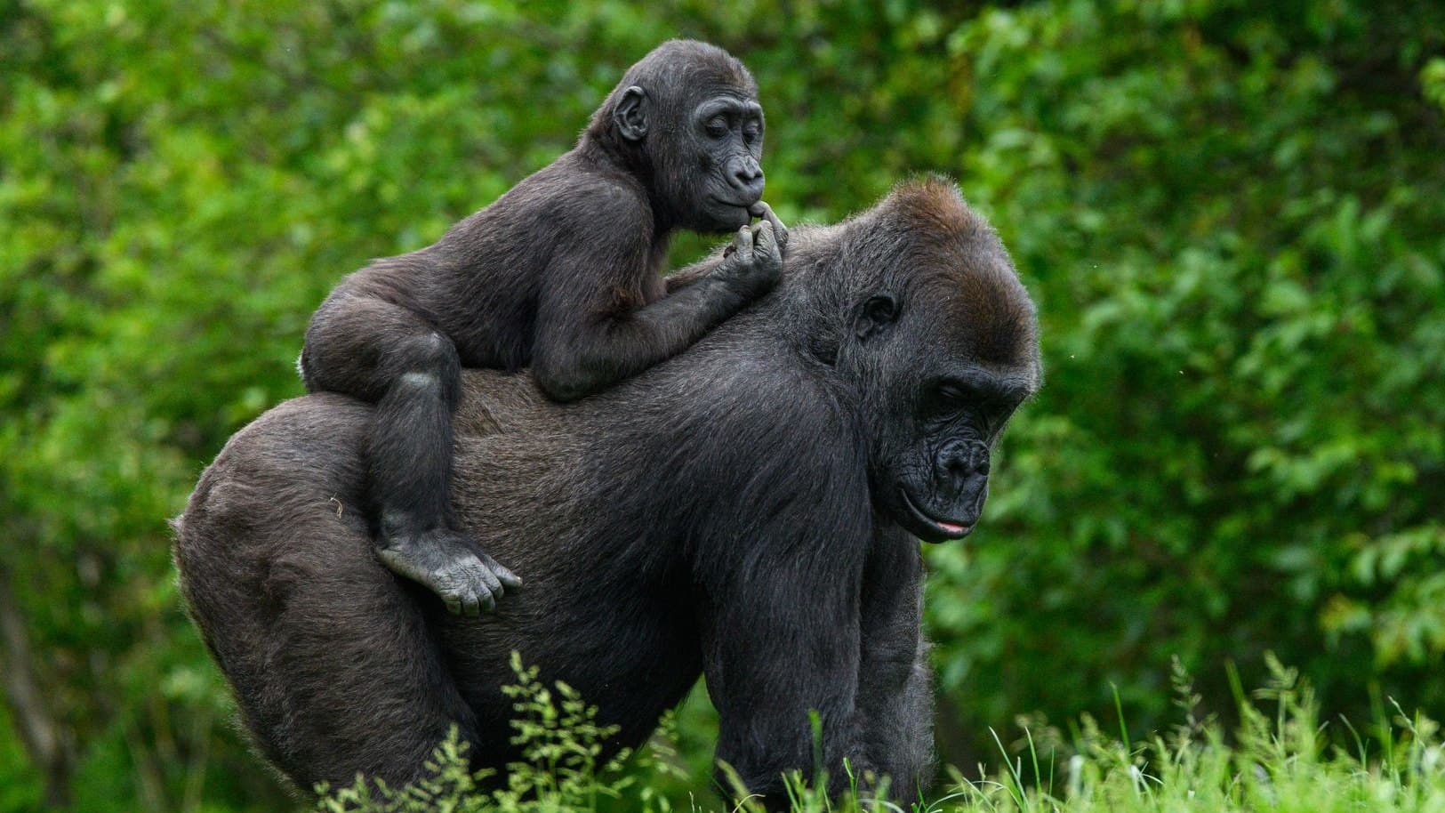Gorila Tulivu porodila holčičku, v zoo je druhá za 98 let