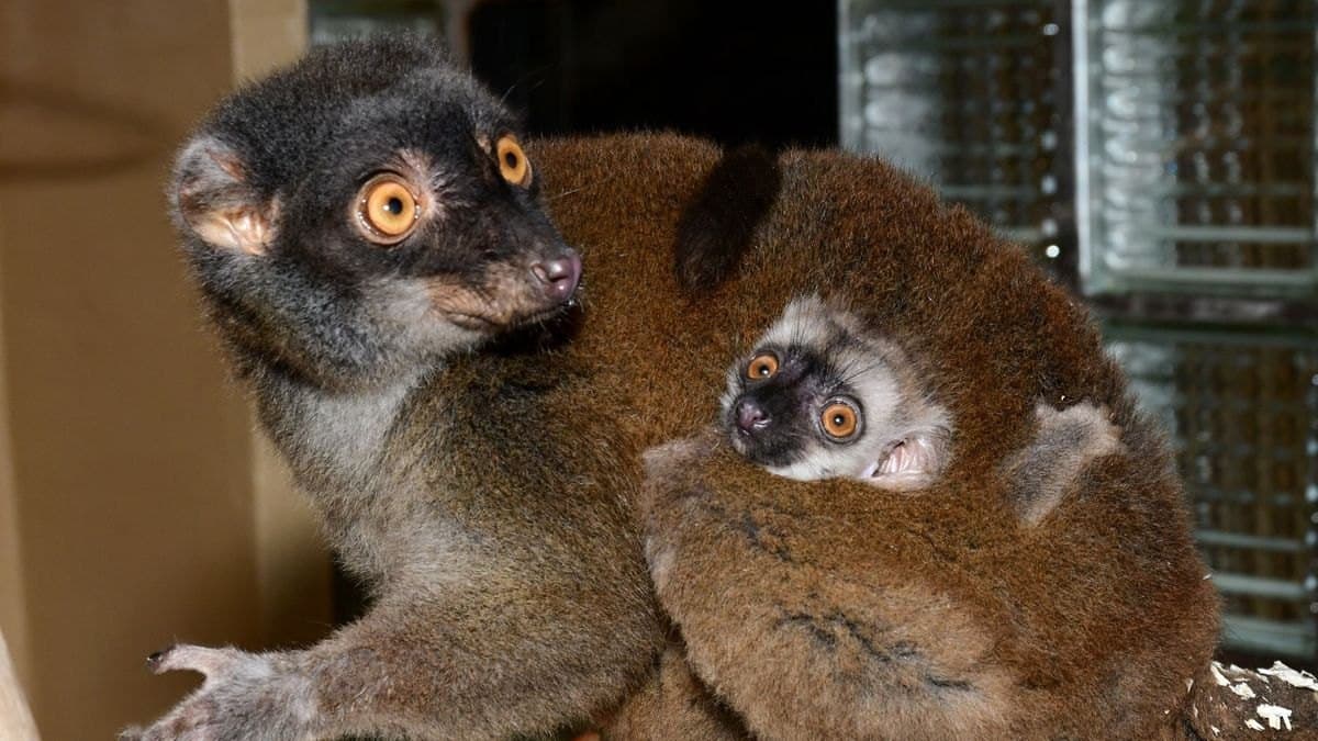 Vzácné mládě lemura přišlo na svět v olomoucké zoo