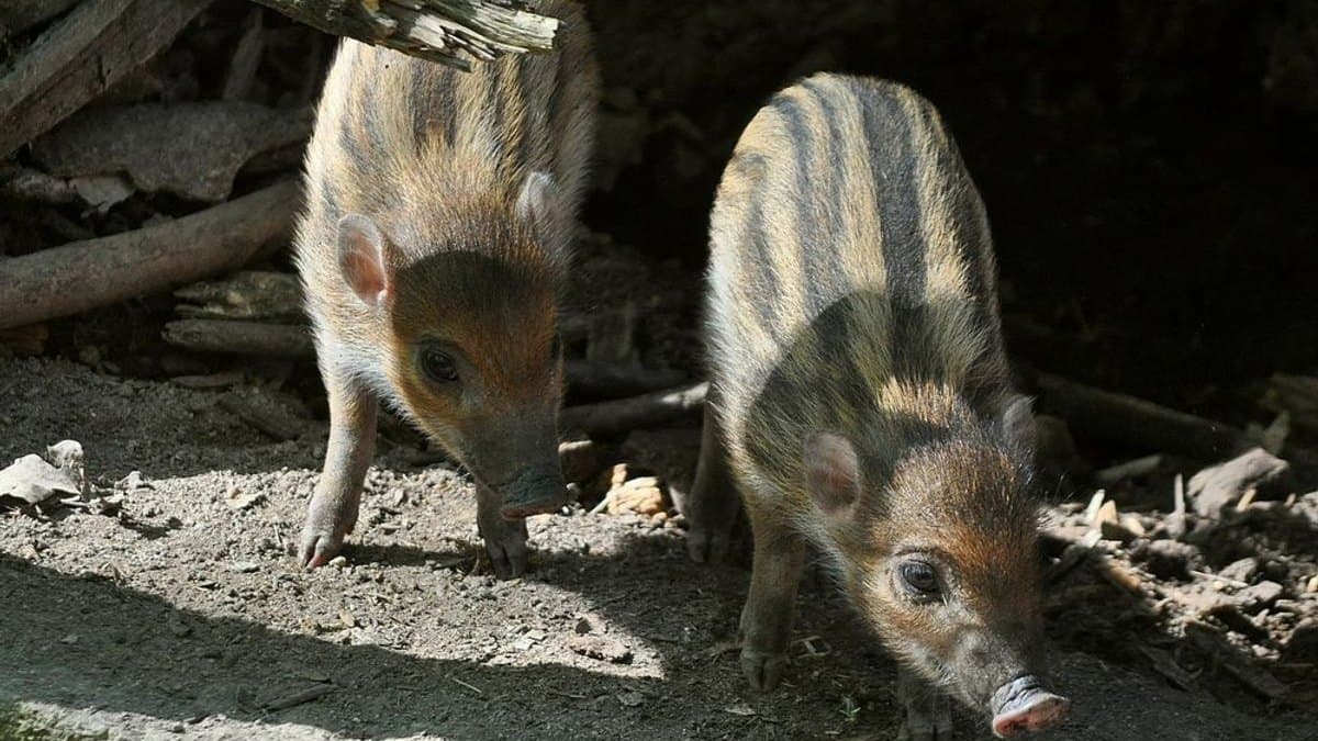 Děčínská zoo odchovala vzácná prasátka poprvé po 14 letech