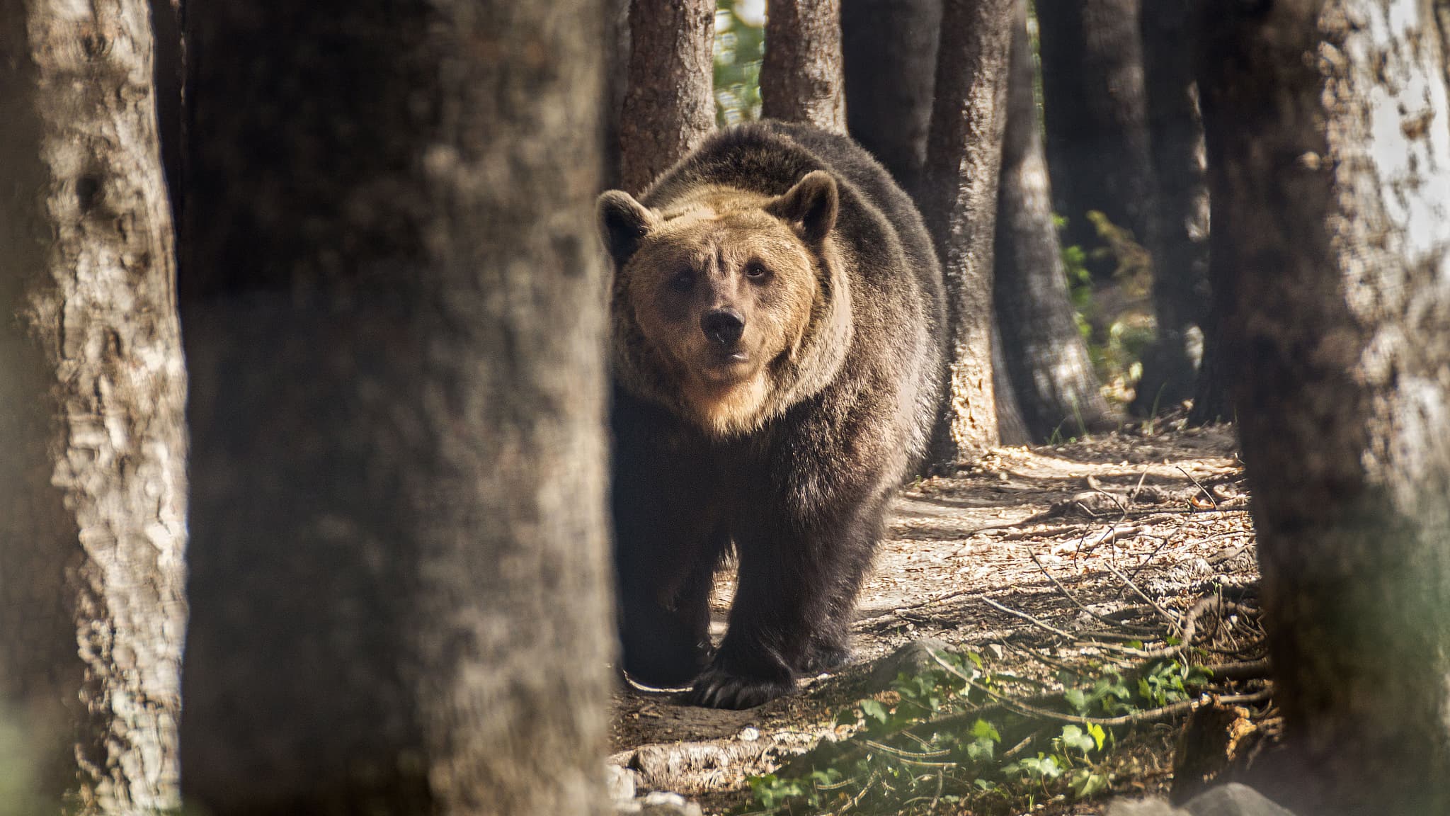 Vzácní medvědi se šíří z parku. V Apeninách jich žije 81