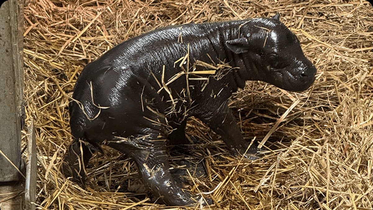 Do Afriky nemusíte. Vzácného hrošíka uvidíte ve čtyřech zoo
